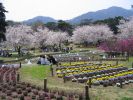 Sakura - Beppu koen 02 web.jpg